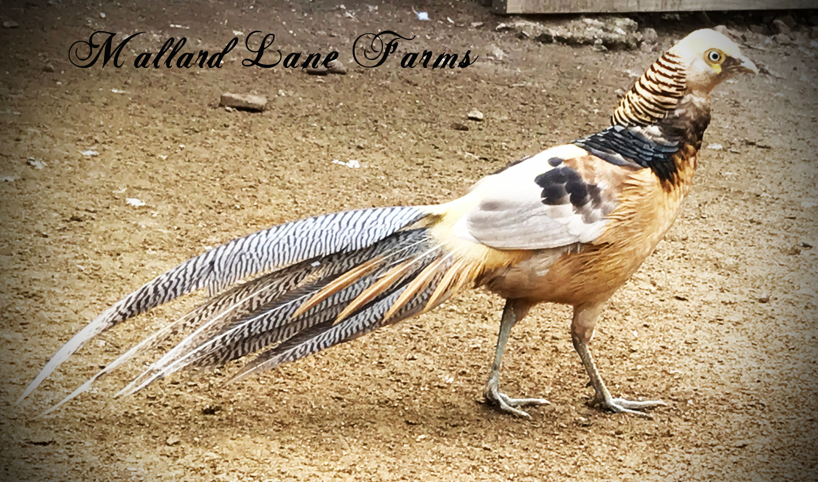 Yellow Golden Pheasant (yearlings)