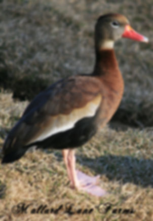 Black Belly Tree Duck pair