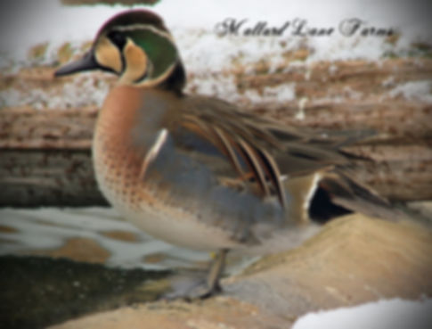 Baikal Teal