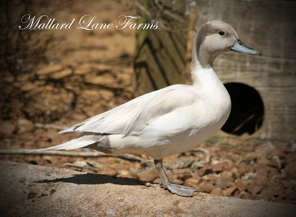 Thumbnail: Silver Northern Pintail Pair