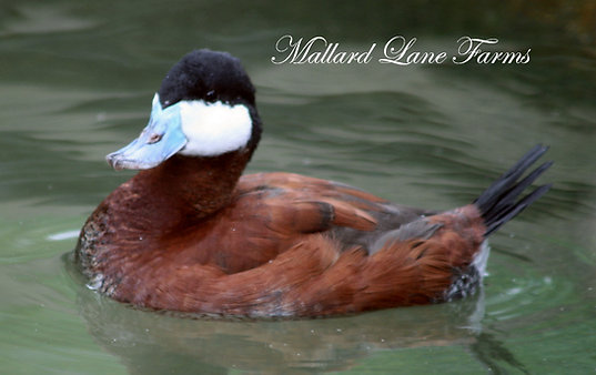 North American Ruddy Duck pair