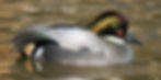 Thumbnail: Falcated Teal pair