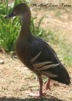 Eyeton Tree Duck pair