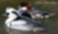 Thumbnail: Smew pair