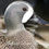 Thumbnail: Bluewinged Teal pair