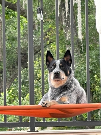 ACD, Australian Cattle Dog, Blue Heeler 