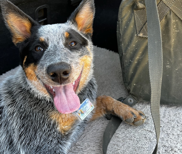 Australian Cattle Dog, Blue Heeler, ACD puppies