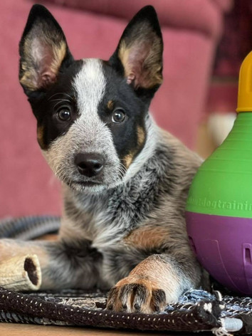 Tin Roof ACD, Tin Roof Australian Cattle Dog Puppy
