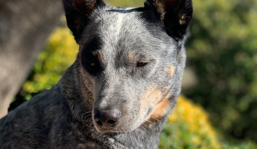 ACD, blue heeler, Australian Cattle Dog, blue heeler puppy, acd puppy, Australian cattle dog puppies. tinroofacd, tin roof australian cattle dogs