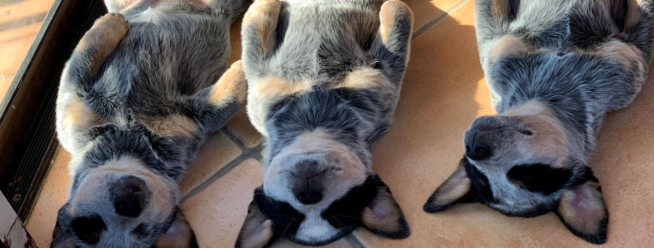 AKC ACD, Australian Cattle Dog, Blue Heeler, Tin Roof, acAKC ACD, Australian Cattle Dog, Blue Heeler, Tin Roof, acd, cattledog, puppy,  cattledog, puppy, 