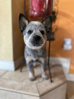Australian Cattle Dog, Blue Heeler, ACD puppies