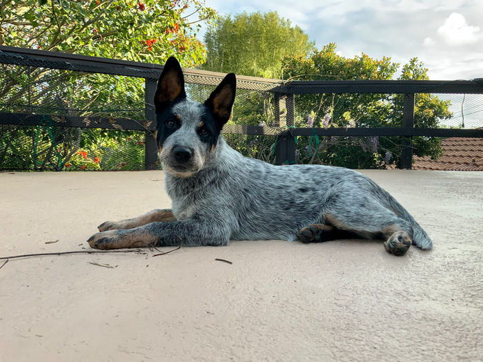 Blue heeler puppy