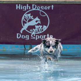 Dock diving Bluey about to make a big splash into the water from the air