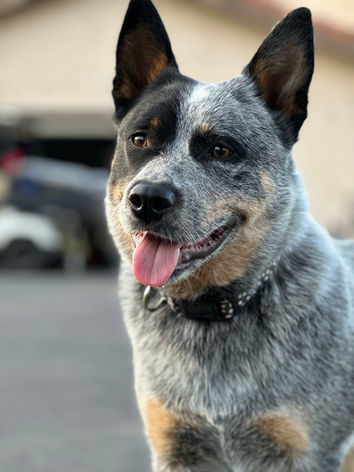 ACD, Australian Cattle Dog, Blue Heeler 