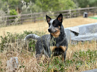 australian cattle dog/ blue heeler dog standing in the weeds looking out