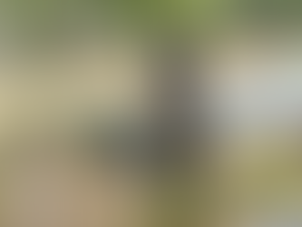 australian cattle dog/ blue heeler dog standing in the weeds looking out