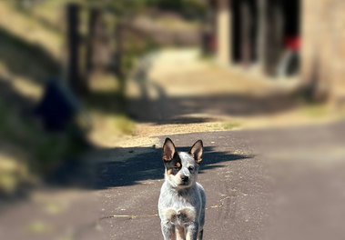 Australian Cattle Dog puppy standing at attention