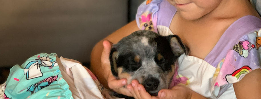 AKC ACD, Australian Cattle Dog, Blue Heeler, Tin Roof, acd, cattledog, 