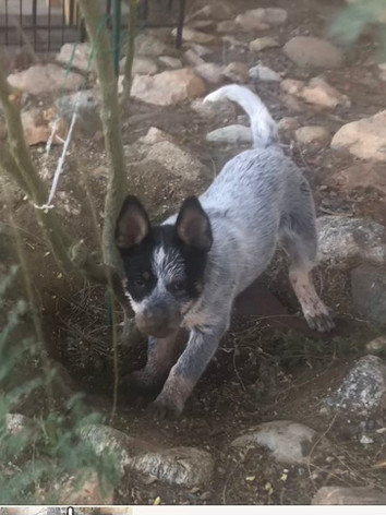 blue heeler mud