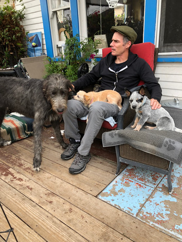 blue heeler, irish wolfhound,