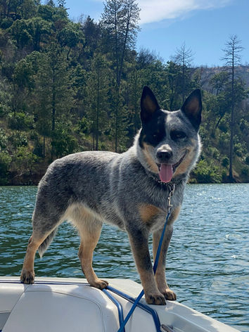 ACD, Australian Cattle Dog, Blue Heeler 