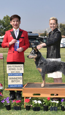 Australian Cattle Dog, Blue Heeler, ACD NEW CHAMPION PHOTO by Bob Kohler Photo