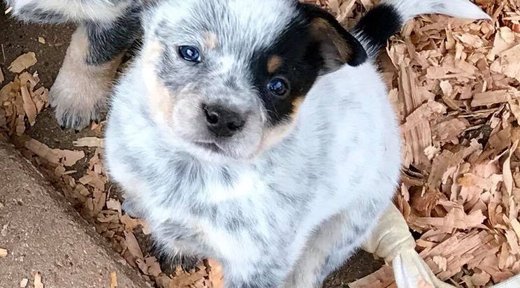 AKC Australian Cattle Dog puppies Blue heeler puppy