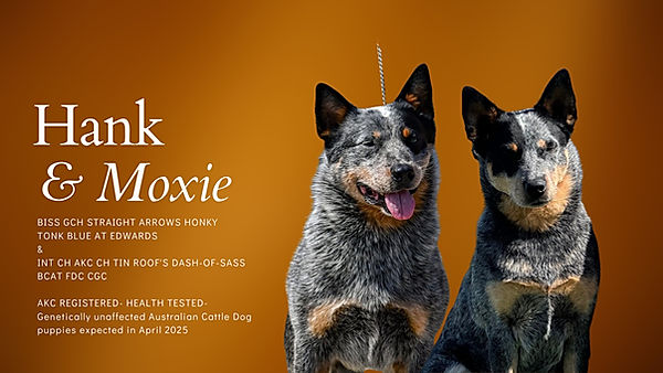 two australian cattle dogs sitting next to one another announcing pregnancy for puppies to be born
