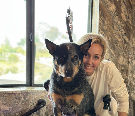 Australian Cattle Dog, Blue Heeler, ACD puppies