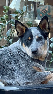 Australian Cattle Dog, Blue Heeler, ACD puppies