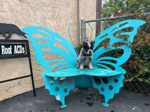 Blue Australian cattle Dog Puppy 8 weeks old, Sitting on a turquoise metal butterfly chair