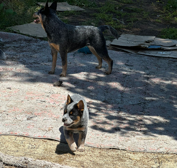 Australian Cattle Dog Puppy with another blue heeler behind it