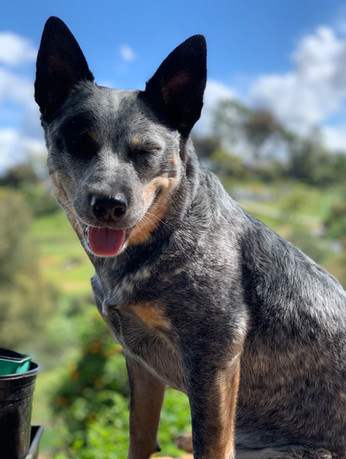 Willow sun squinty