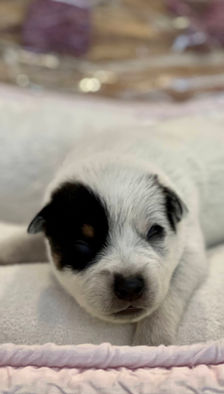 Blue Heeler puppy 12 days old
