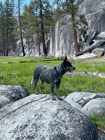 ACD, Australian Cattle Dog, Blue Heeler 