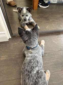 Australian Cattle Dog, Blue Heeler, ACD puppies