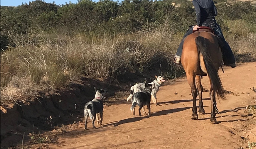 ACD, blue heeler, Australian Cattle Dog, blue heeler puppy, acd puppy, Australian cattle dog puppies. tinroofacd, tin roof australian cattle dogs