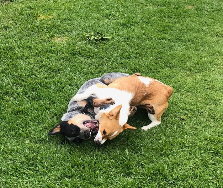 blue heeler, ACD, australian cattle dog and a Corgi wrestling in the grass