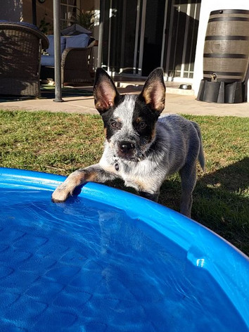 ACD pup and water, blue heelers swim. swimming pupp