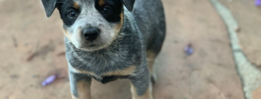 AKC ACD, Australian Cattle Dog, Blue Heeler, Tin Roof, acd, cattledog, 