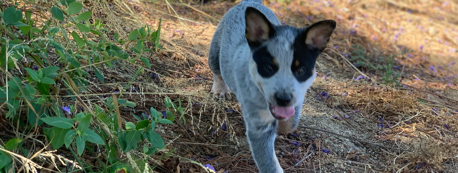 AKC ACD, Australian Cattle Dog, Blue Heeler, Tin Roof, acd, cattledog, 