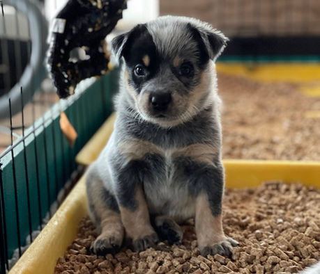 Australian Cattle Dog Puppy