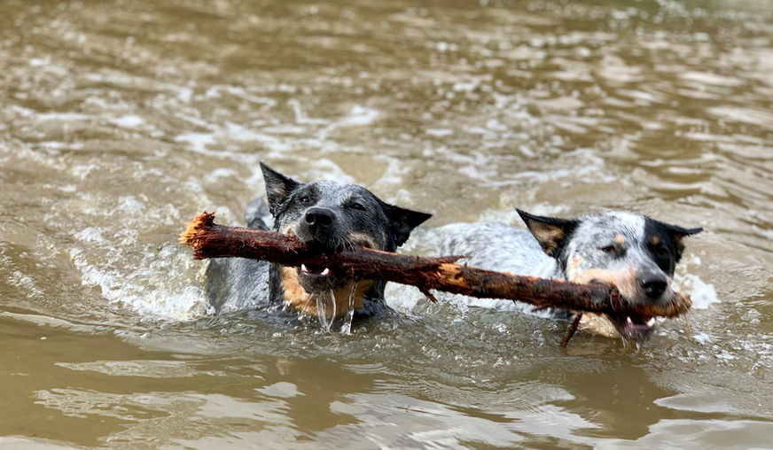 ACD, blue heeler, Australian Cattle Dog, blue heeler puppy, acd puppy, Australian cattle dog puppies. tinroofacd, tin roof australian cattle dogs