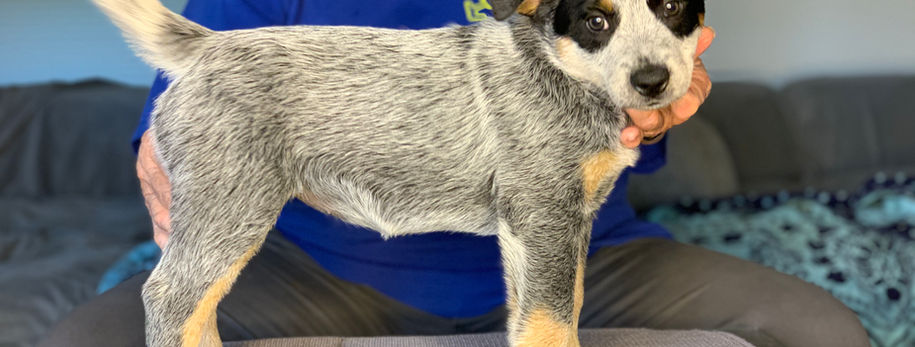 AKC ACD, Australian Cattle Dog, Blue Heeler, Tin Roof, acd, cattledog, puppy, 
