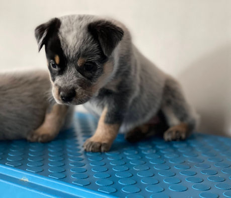 ACD Puppy