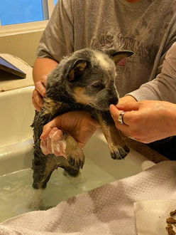 Australian Cattle Dog, Blue Heeler, ACD puppies