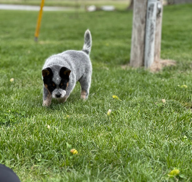 7 week old acd puppy in the grass