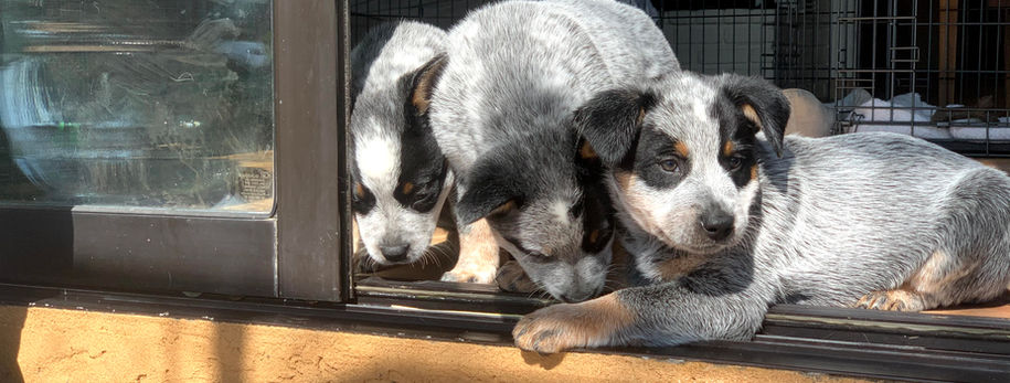 AKC ACD, Australian Cattle Dog, Blue Heeler, Tin Roof, acd, cattledog, 