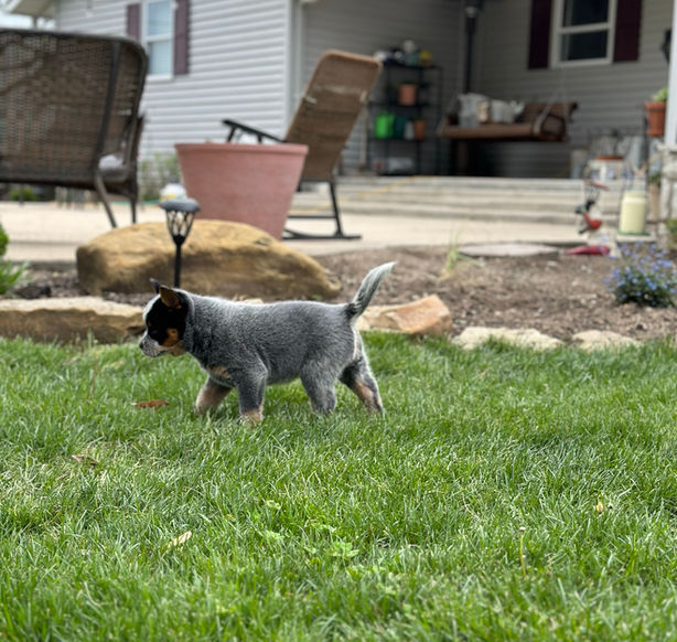 ACD puppy 7 weeks old trotting through grass