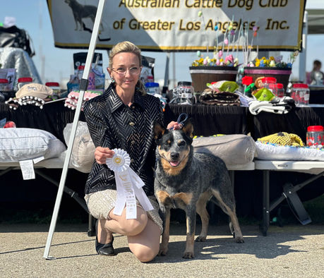 blue heeler and lady with a white award ribbon